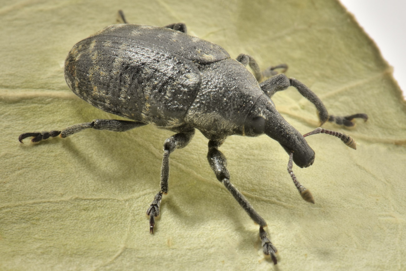 Curculionidae: Larinus sp?